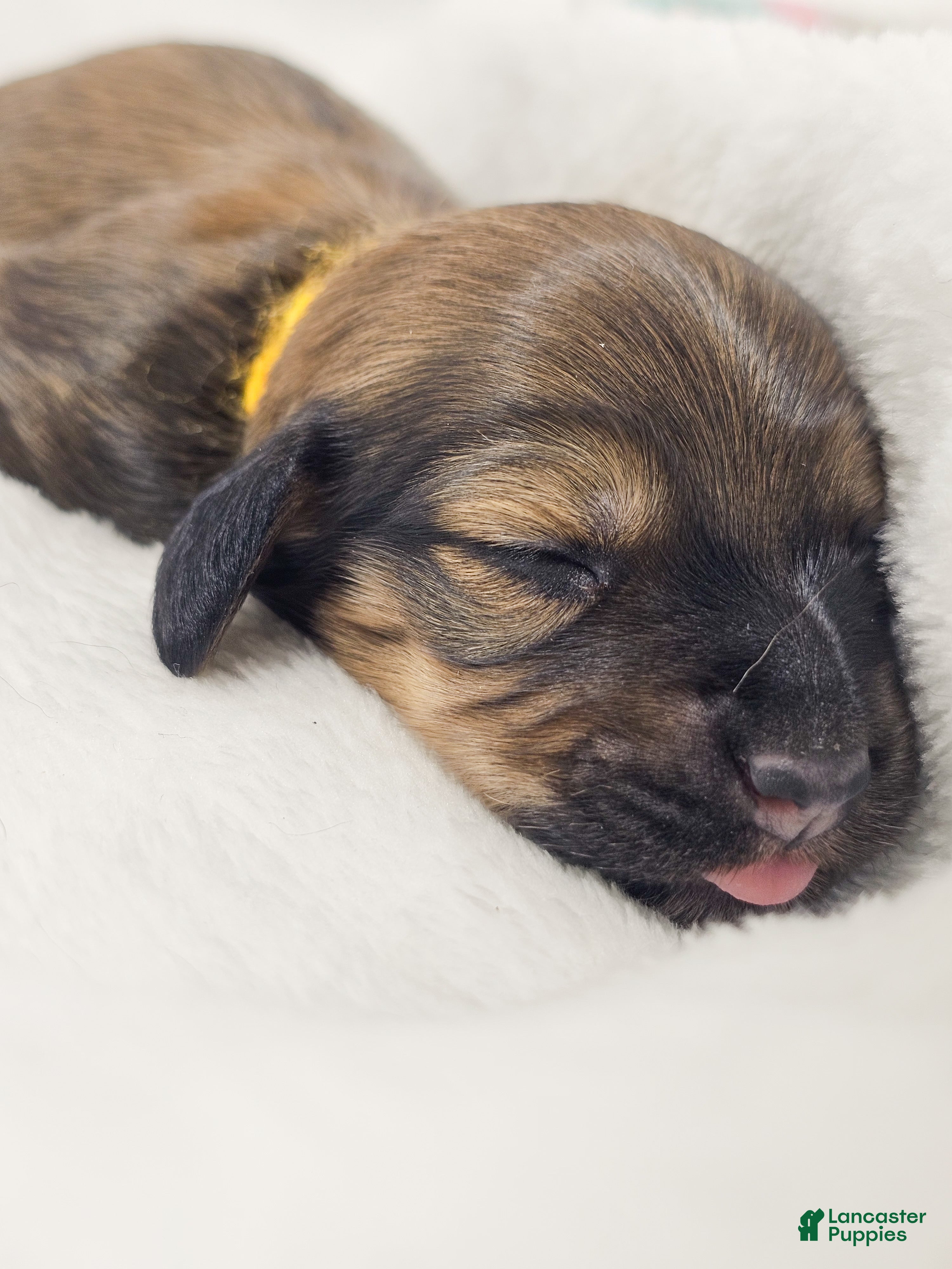 Miniature Dachshund dogs Sunflowerer - Ad 6