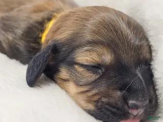 Miniature Dachshund dogs Sunflowerer - Ad 6