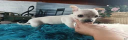 Chihuahua dogs for sale: Haleys white boy. Hand Delivery  - Ad 1