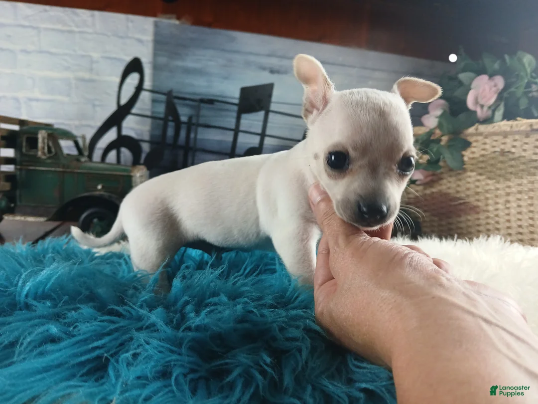 Chihuahua dogs for sale: Haleys white boy. Hand Delivery  - Ad 1