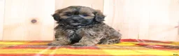 Shihpoo dogs for sale: Denver - Ad 1
