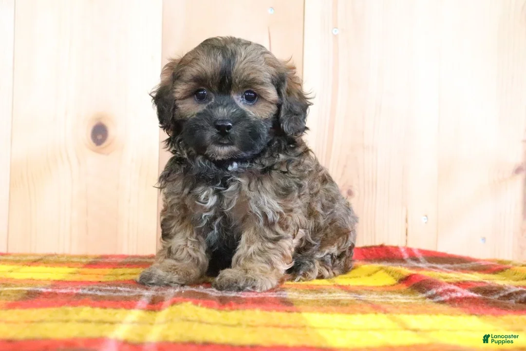 Shihpoo dogs for sale: Denver - Ad 1