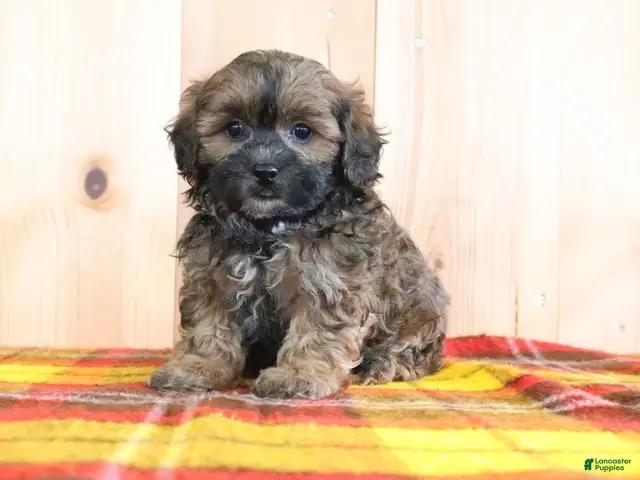 Shihpoo dogs Denver - Ad 1