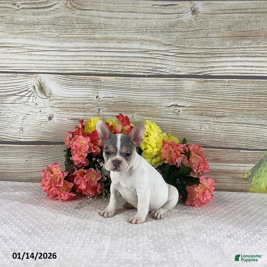 French Bulldog dogs Jasper - Ad 37