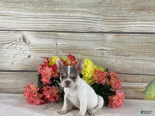 French Bulldog dogs Jasper - Ad 37