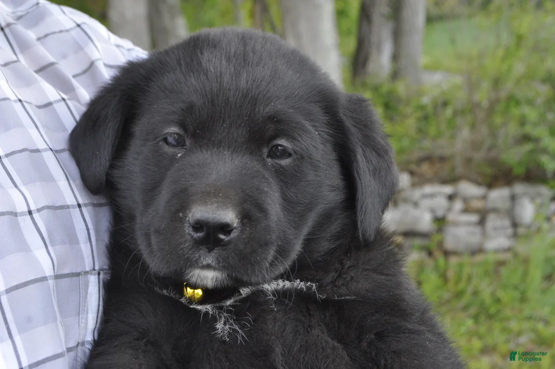 Mixed Breed dogs for sale: Bentley - Ad 2