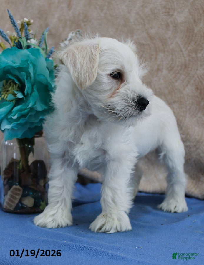 Miniature Schnauzer dogs Quigley - Ad 2