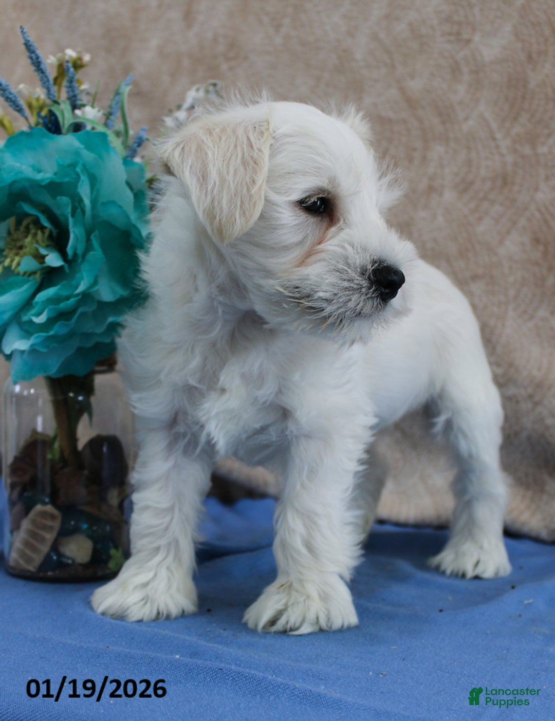 Miniature Schnauzer dogs for sale: Quigley - Ad 2