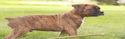 Boxer dogs for sale: Tucker - Ad 6