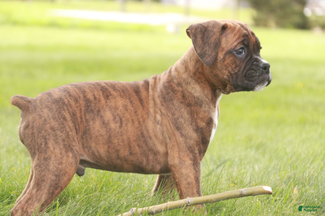 Boxer dogs for sale: Tucker - Ad 6