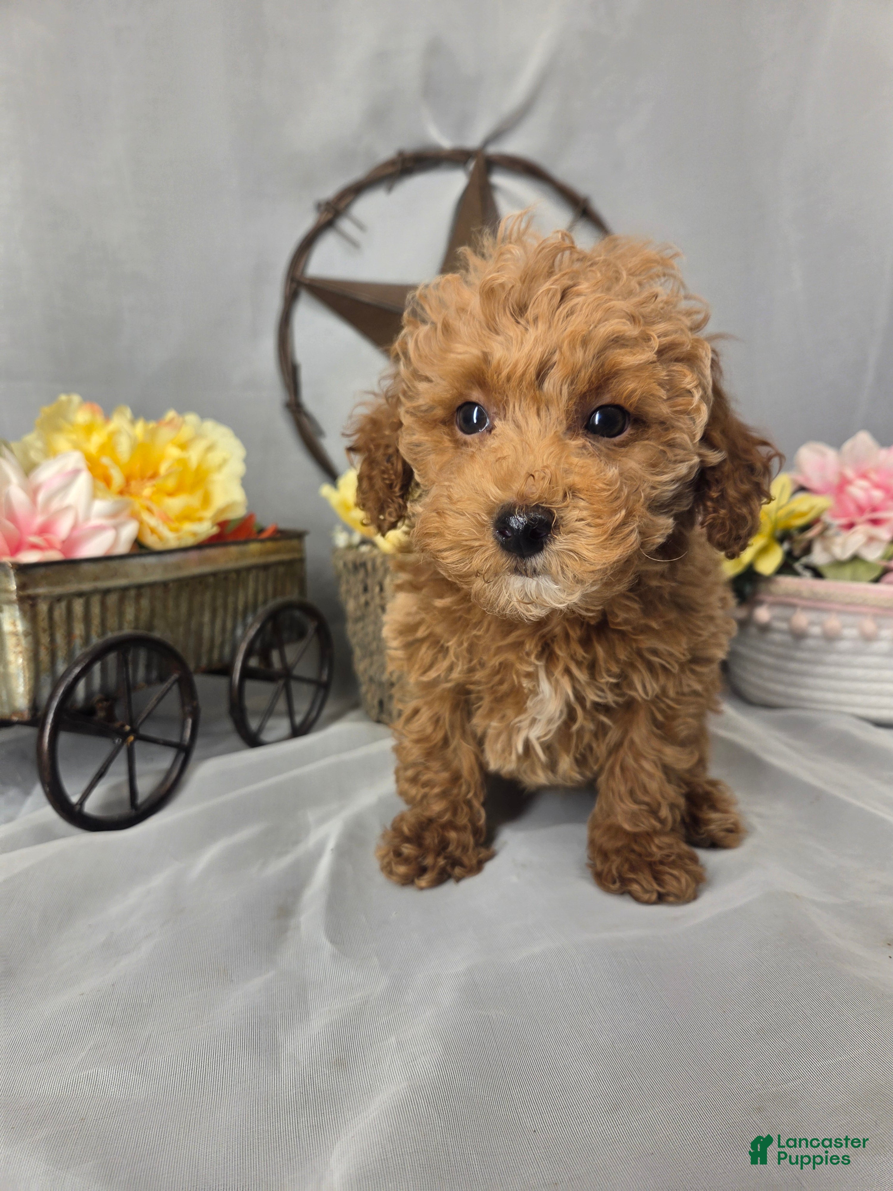 Daisy, Miniature Poodle