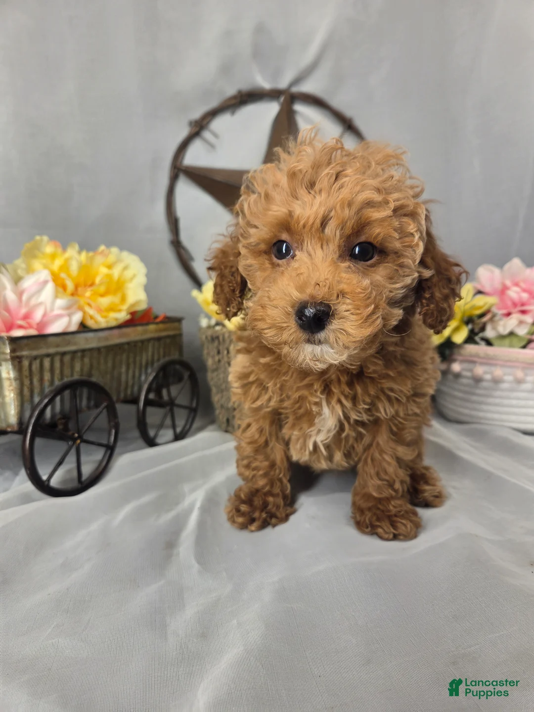Miniature Poodle dogs for sale: Daisy - Ad 1