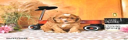 Cocker Spaniel dogs for sale: Randall - Ad 3