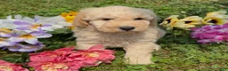 Mini Goldendoodle dogs for sale: Cinnamon  - Ad 5