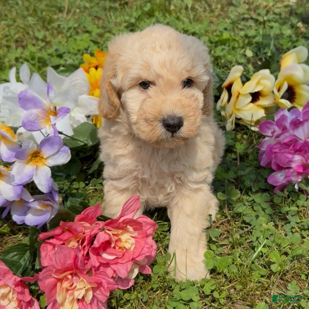 Mini Goldendoodle dogs for sale: Cinnamon  - Ad 5