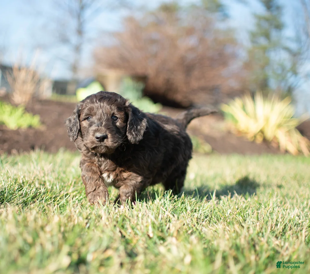Goldendoodle dogs for sale: Shotgun - Ad 1