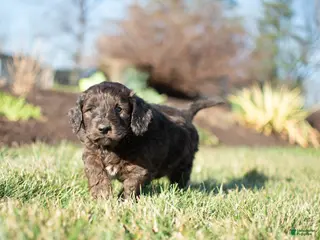 Goldendoodle dogs for sale: Shotgun - Ad 3