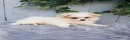 Pomeranian dogs for sale: Sage  - Ad 6
