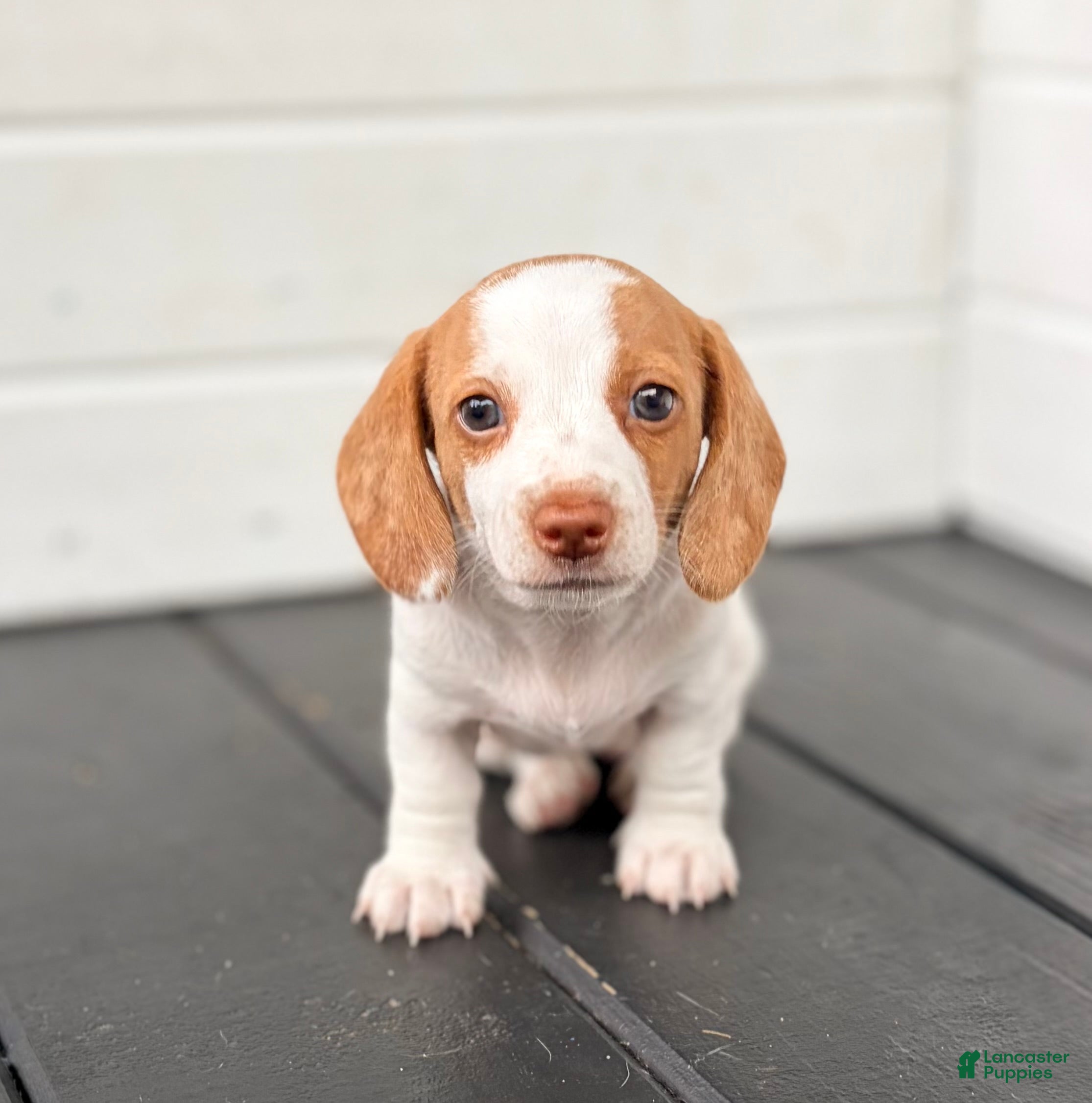 Miniature Dachshund dogs Miniature Dachshund 1- Ella - Ad 1