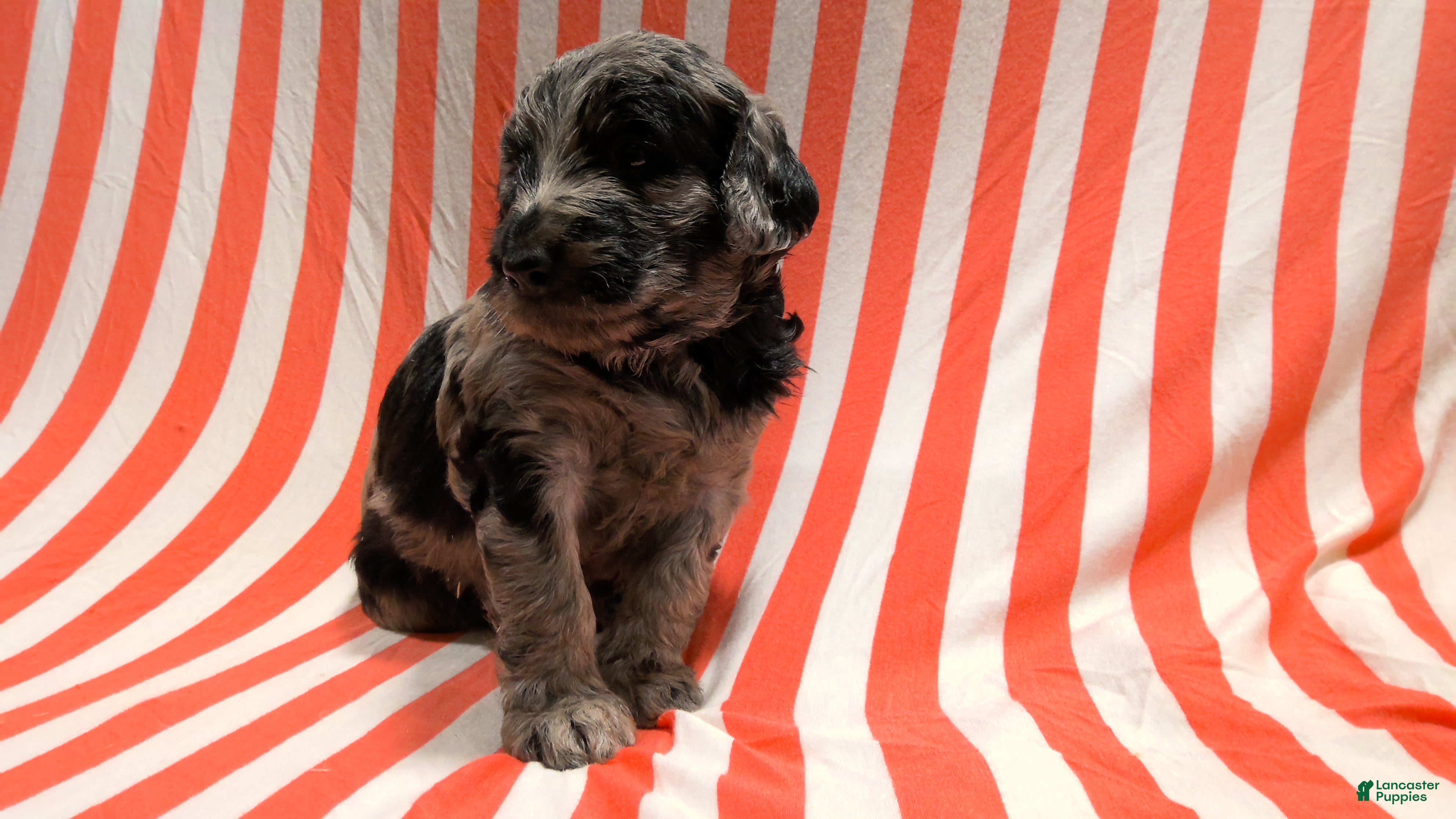 Mini Goldendoodle dogs Lou - Ad 2