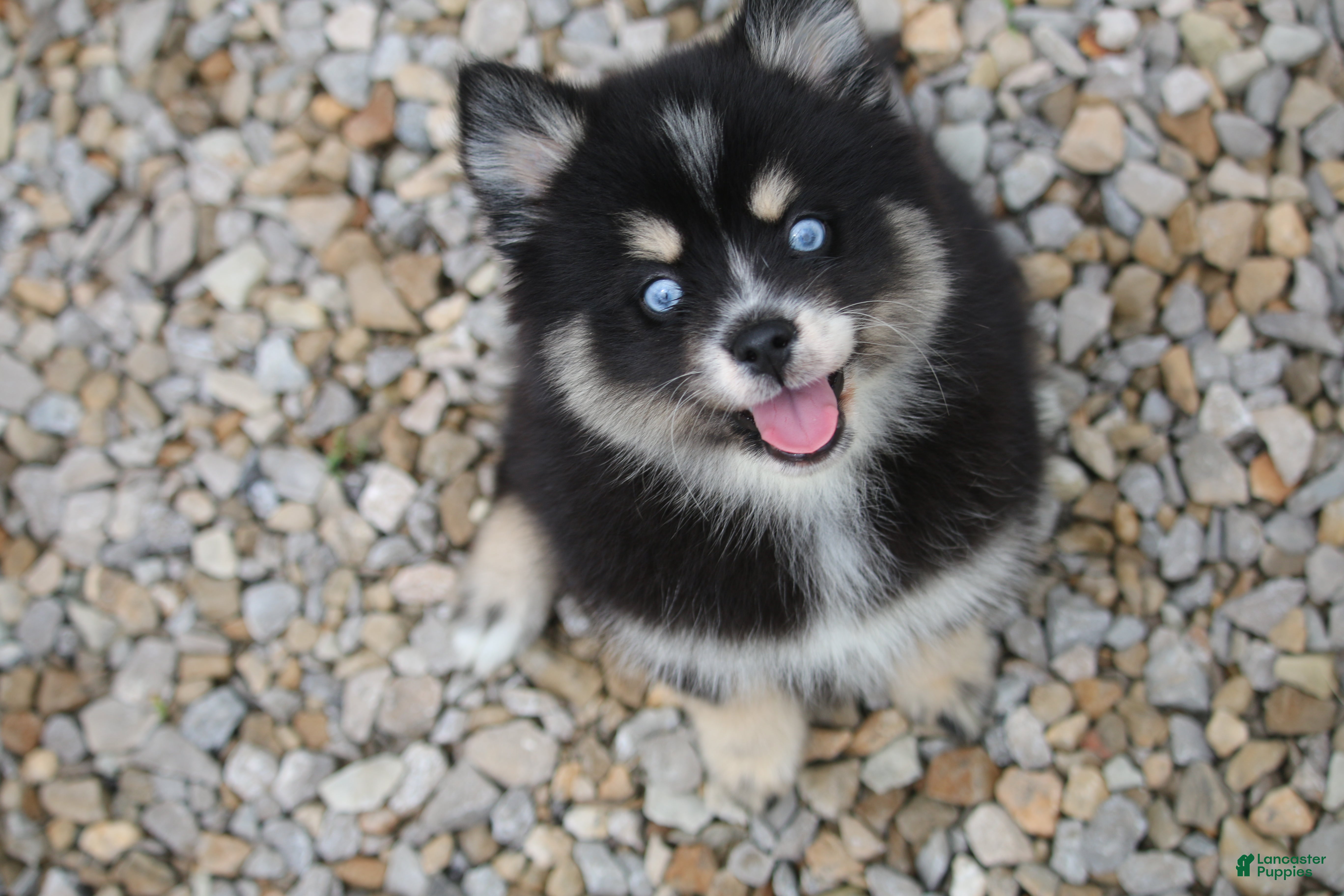 Pomsky dogs Deana - Ad 2