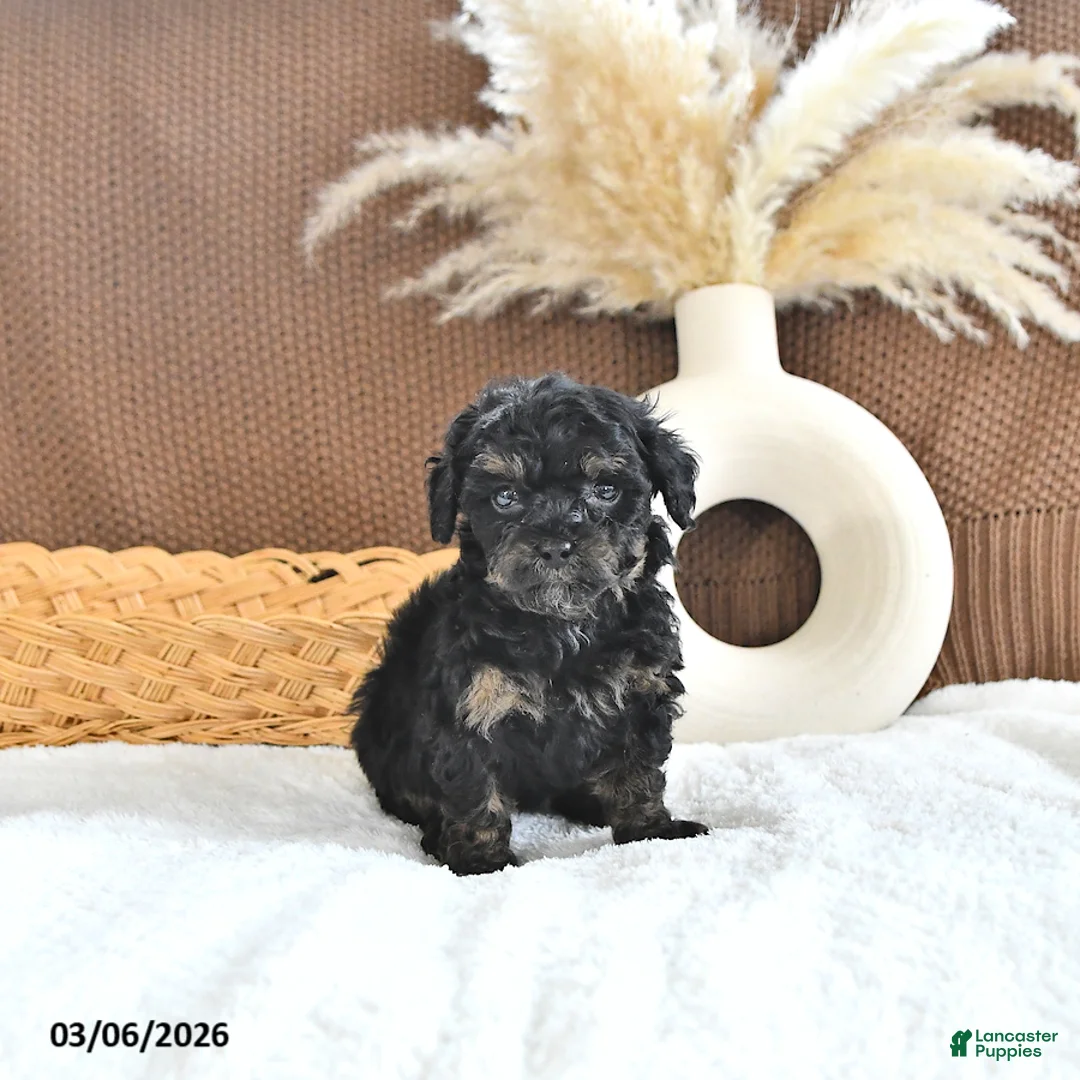 Toy Poodle dogs for sale: Lyla - Ad 2