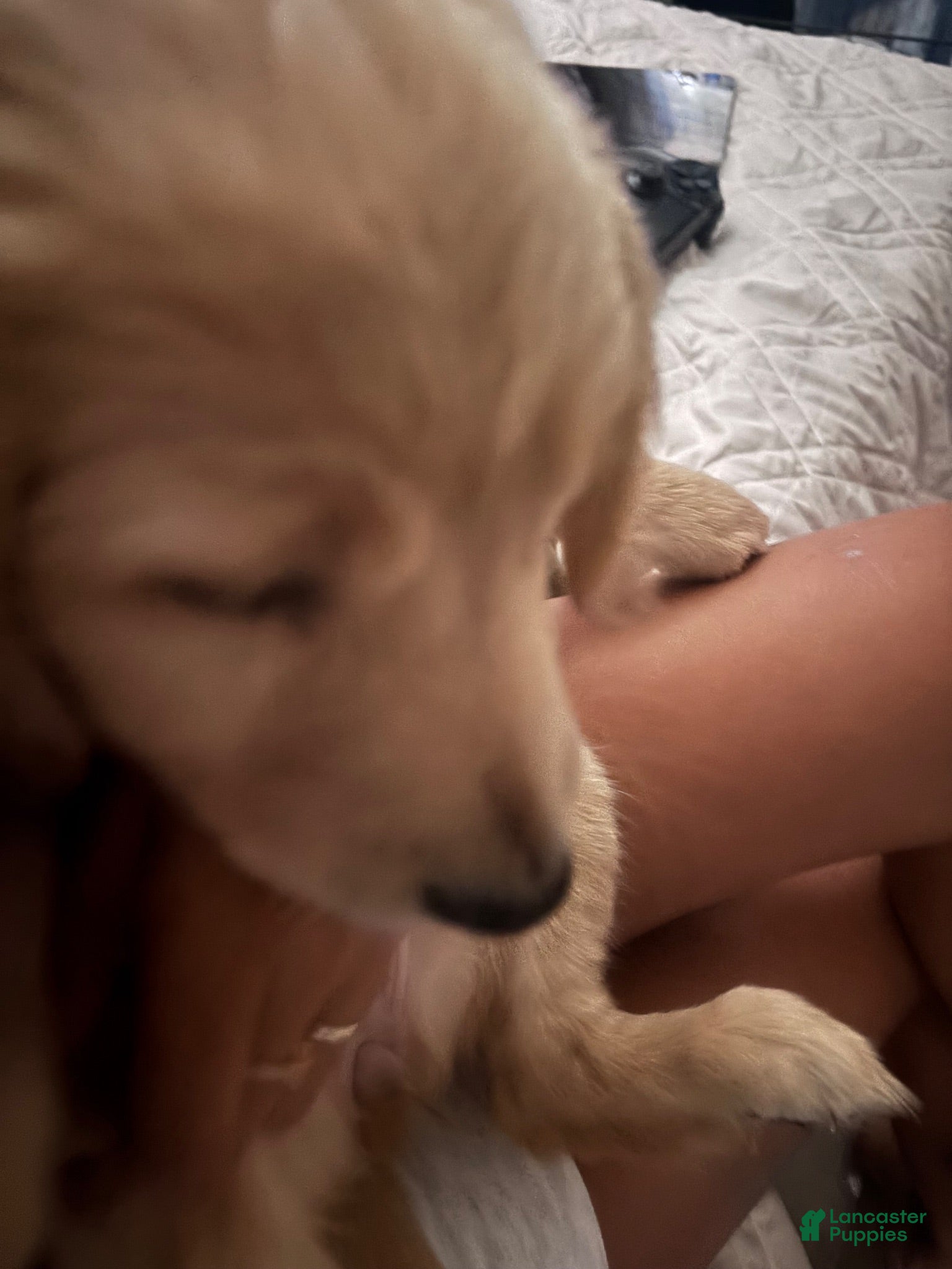 Golden Retriever dogs Mila - Ad 25