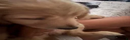 Golden Retriever dogs for sale: Mila - Ad 1