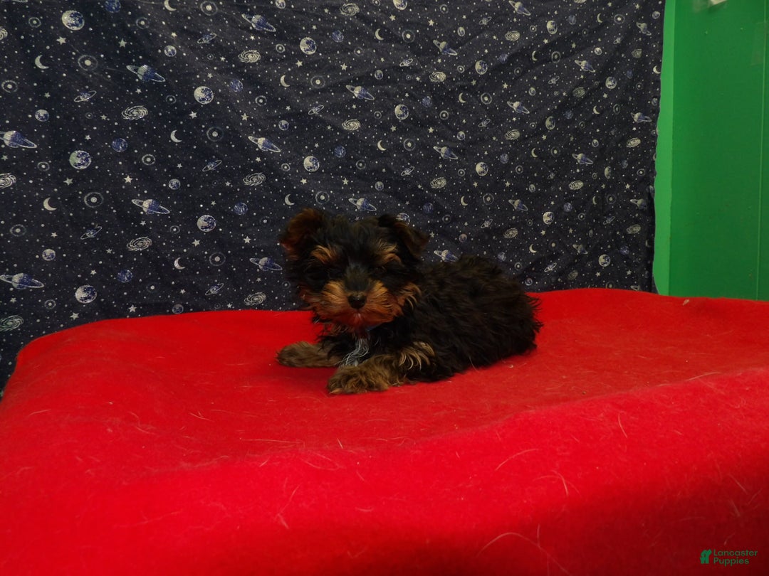 Yorkshire Terrier dogs for sale: Jonah - Ad 4