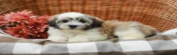 Havanese dogs for sale: Bear - Ad 7