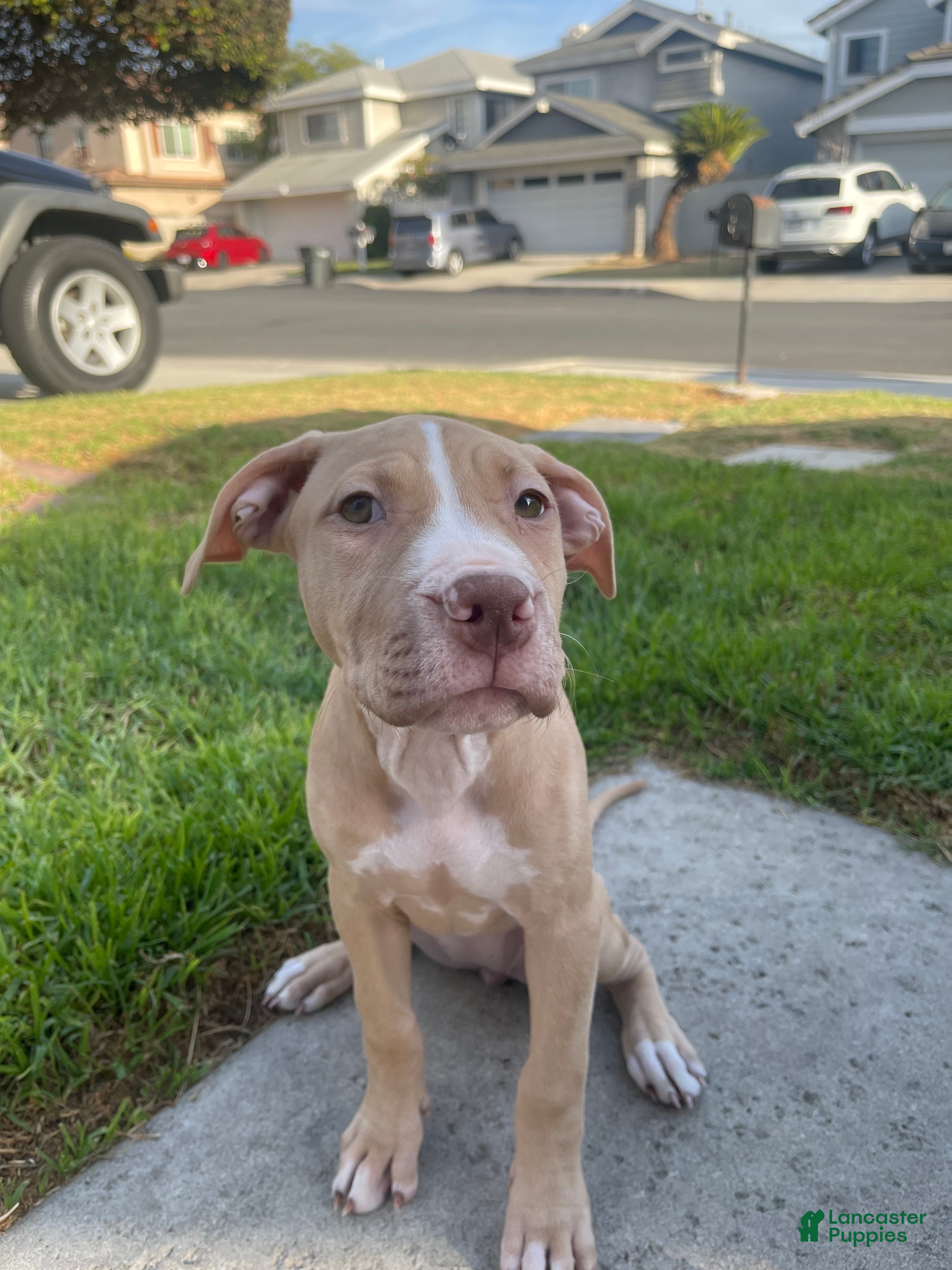 American Pit Bull Terrier dogs Daizy (UKC and ADBA) - Ad 10