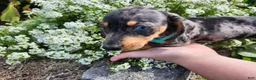 Miniature Dachshund dogs for sale: Sterling  - Ad 9