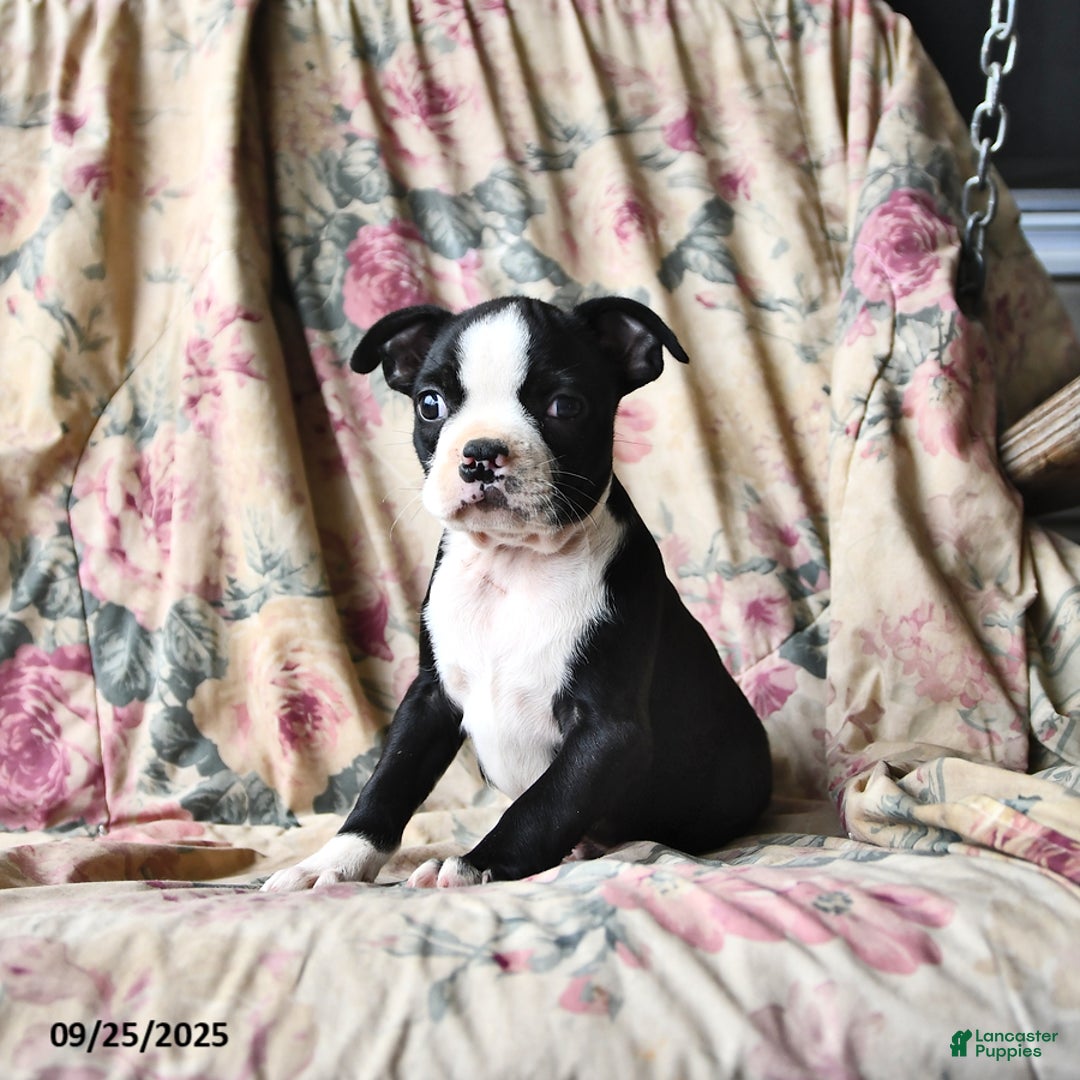 Boston Terrier dogs for sale: Murphy - Ad 8