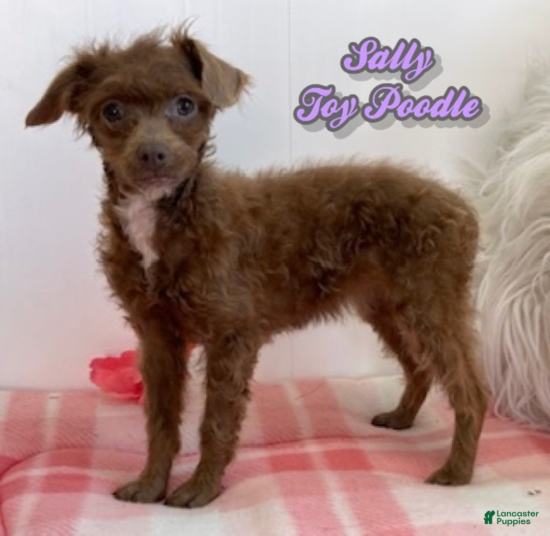 Toy Poodle dogs for sale: Sally - Ad 1