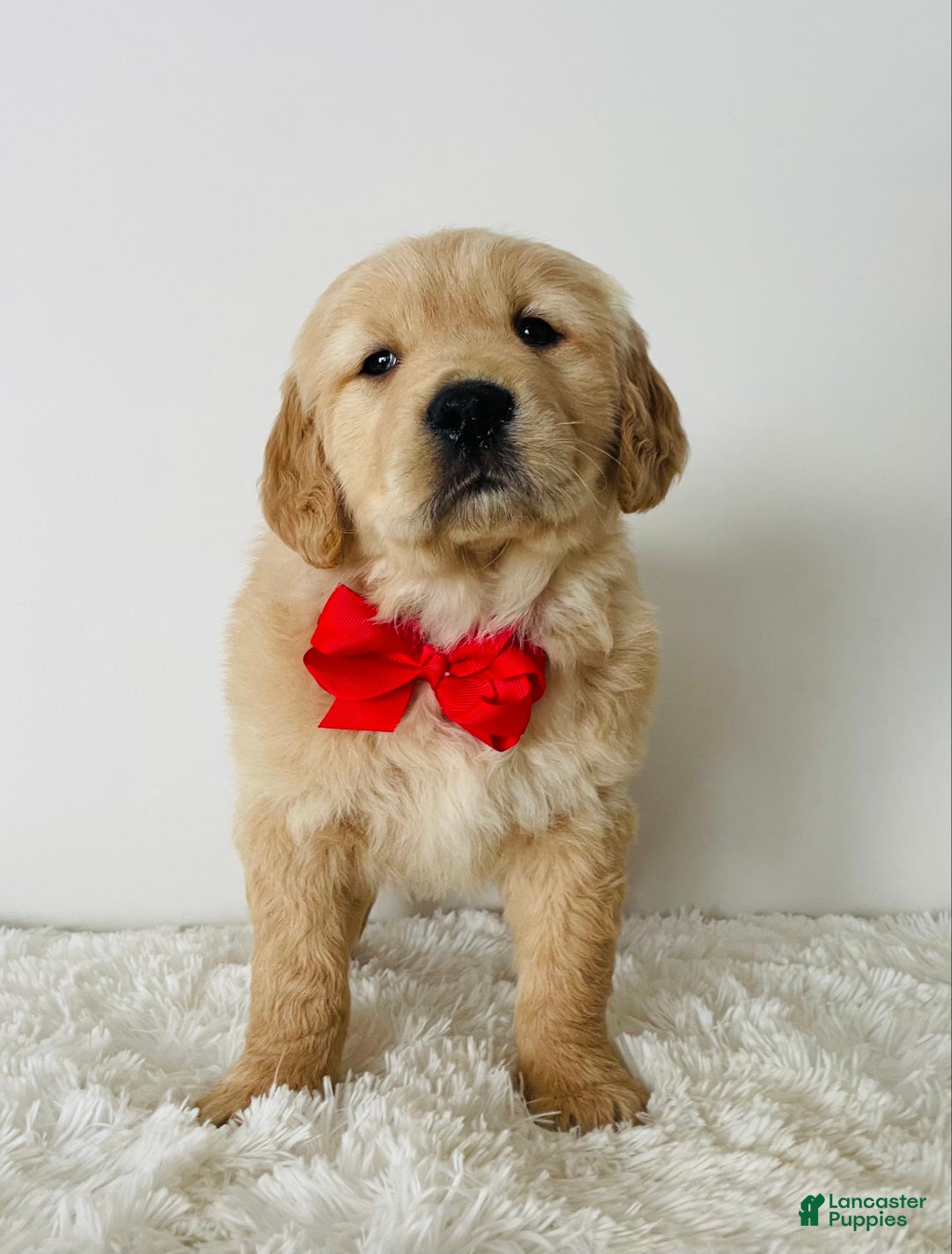 Golden Retriever dogs for sale: Miles - Ad 2