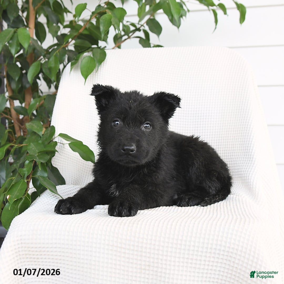 German Shepherd dogs for sale: Kimber - Ad 3