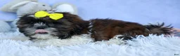 Shih Tzu dogs for sale: RUBBLE - Ad 5