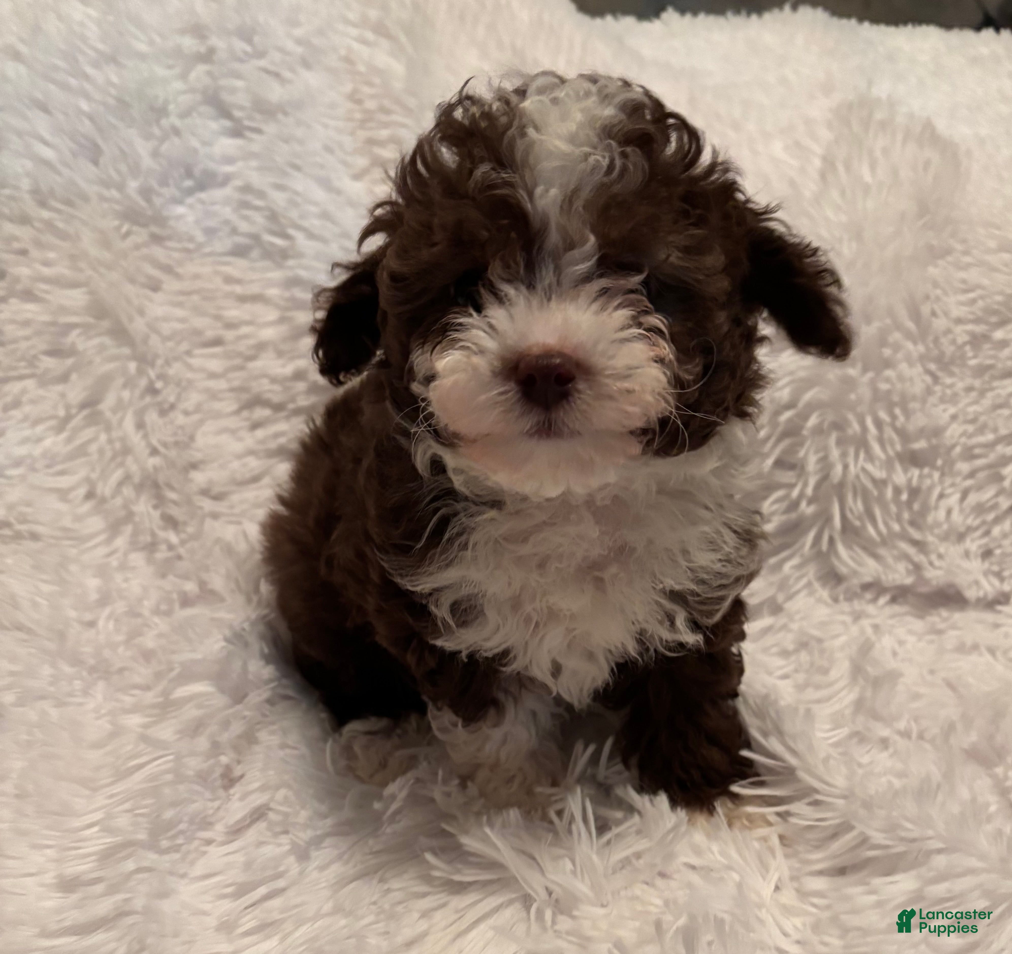 Toy Poodle dogs Toy Poodle Puppy 1 - Ad 42