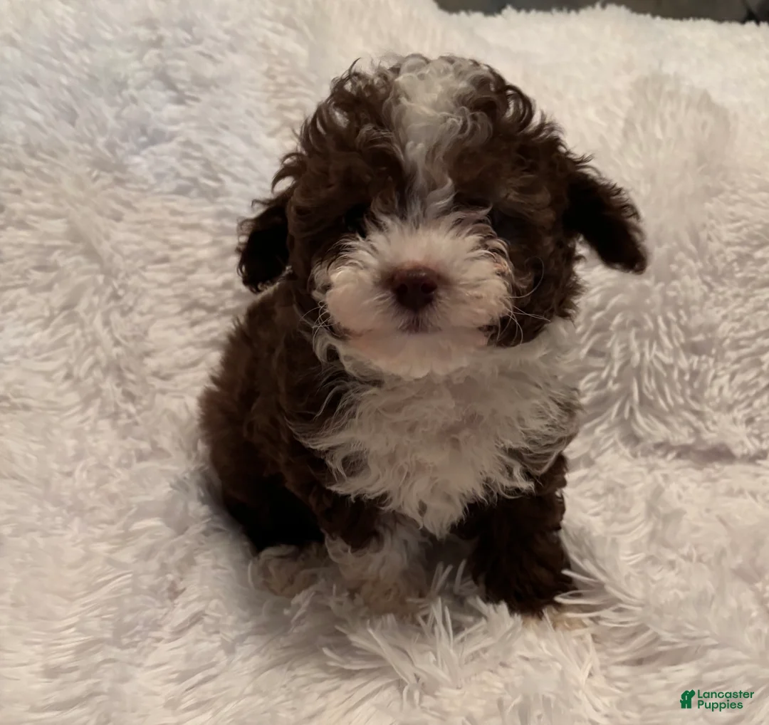 Toy Poodle dogs for sale: Toy Poodle Puppy 1 - Ad 1