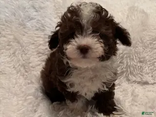 Toy Poodle dogs Toy Poodle Puppy 1 - Ad 42