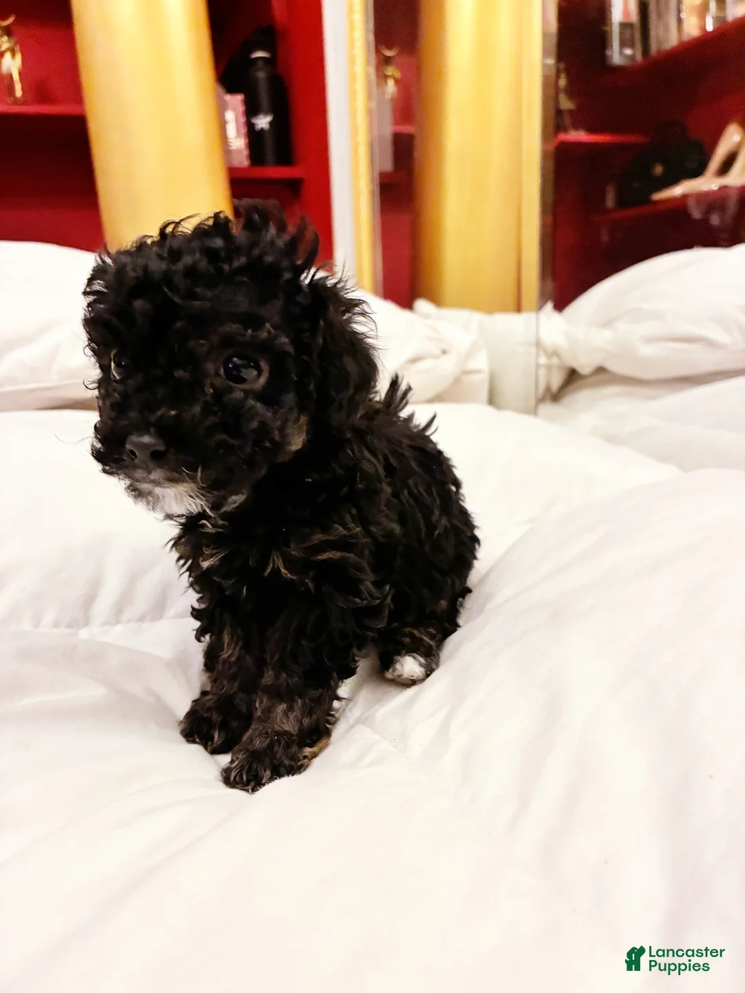 Toy Poodle dogs for sale: Iras Tut , Toy Poodle Puppy  - Ad 1