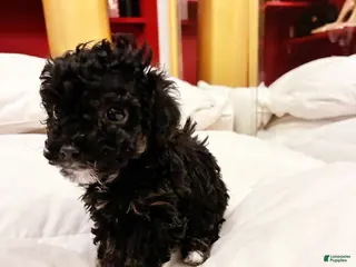 Toy Poodle dogs Iras Tut , Toy Poodle Puppy - Ad 5