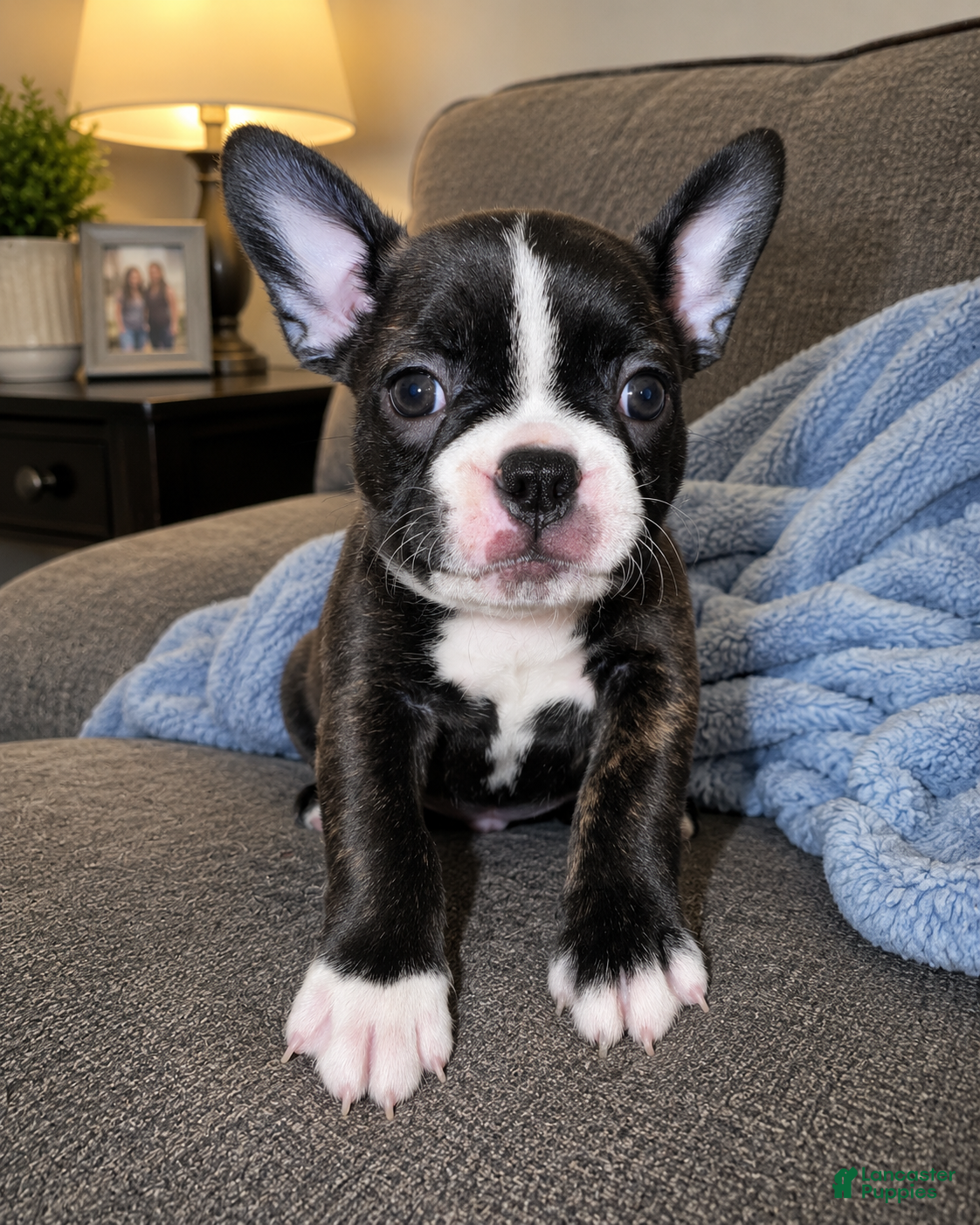 Frenchton dogs Junior - Ad 4