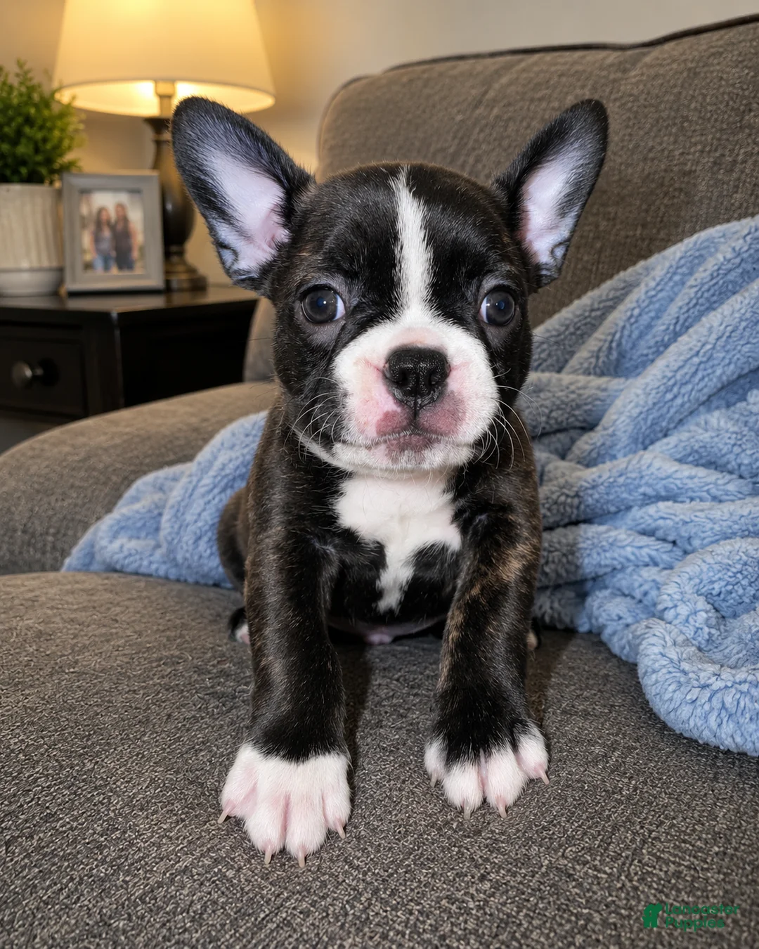 Frenchton dogs for sale: Junior - Ad 1