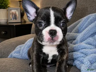 Frenchton dogs Junior - Ad 4