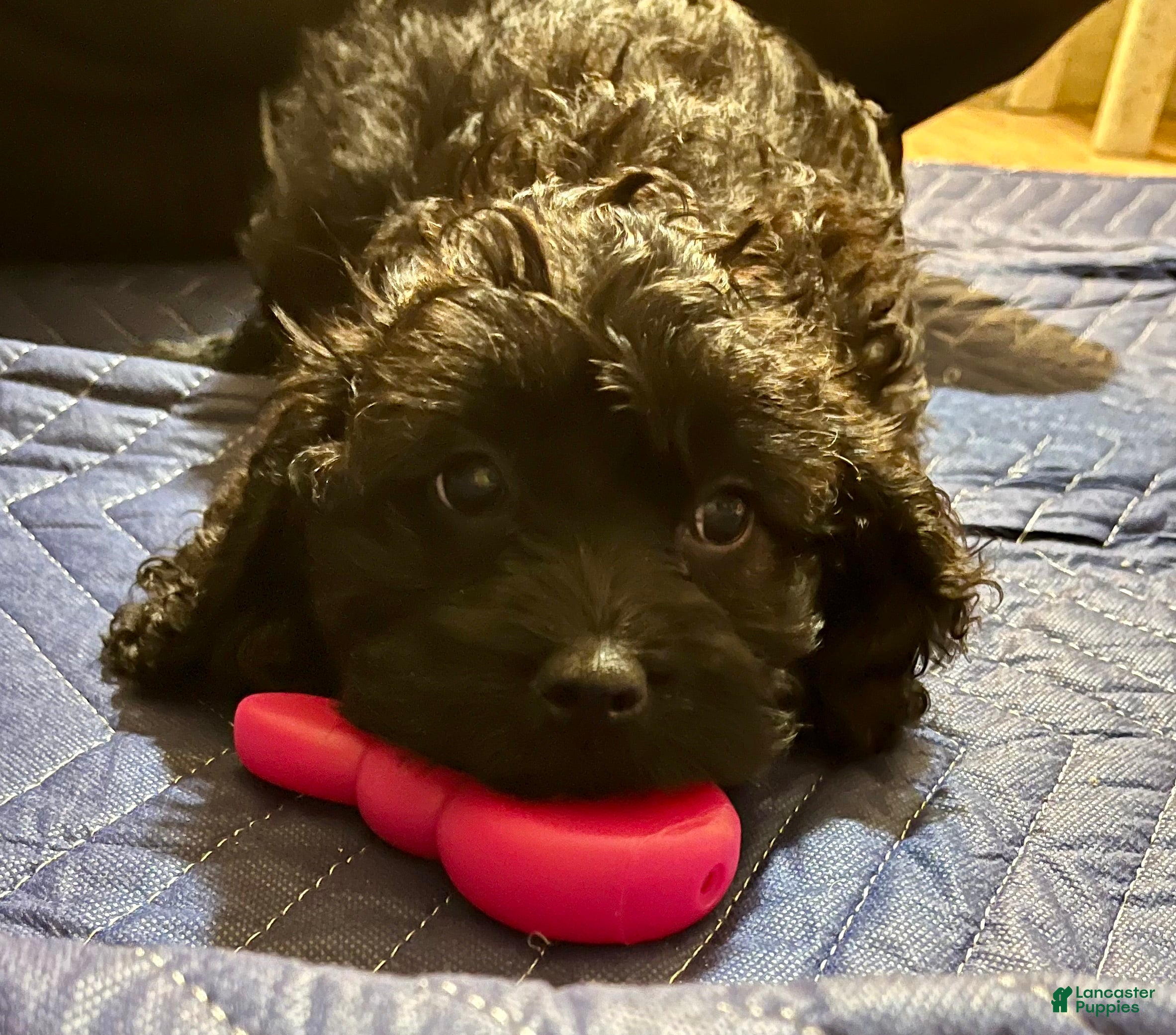 Cockapoo dogs Lucy - Ad 20