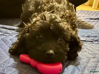 Cockapoo dogs Lucy - Ad 20