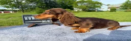 Miniature Dachshund dogs for sale: Russian AKC boy - Ad 3