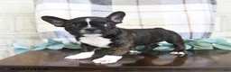 Frenchton dogs for sale: Jordan - Ad 3