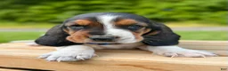 Basset Hound dogs for sale: Oscar - Ad 8